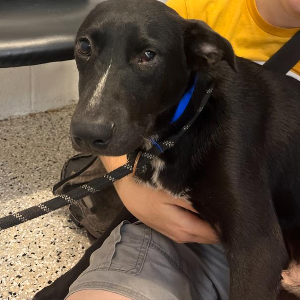 Enlarge Marco, a Adoptable mixed breed in Hattiesburg, MS image 4/6