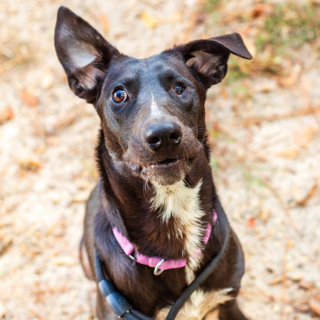 Enlarge Marco, a Adoptable mixed breed in Hattiesburg, MS image 5/6