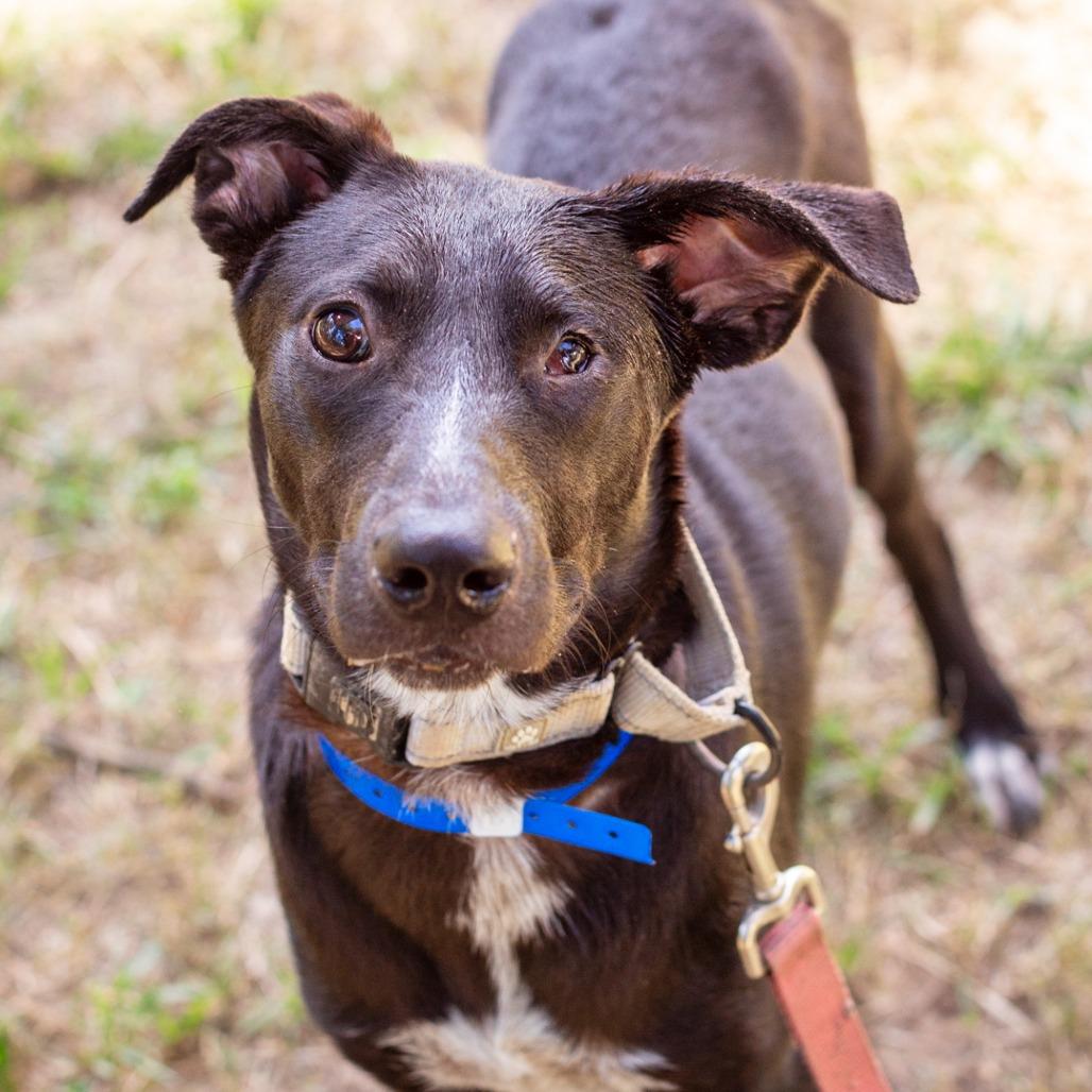 Enlarge Marco, a Adoptable mixed breed in Hattiesburg, MS image 6/6