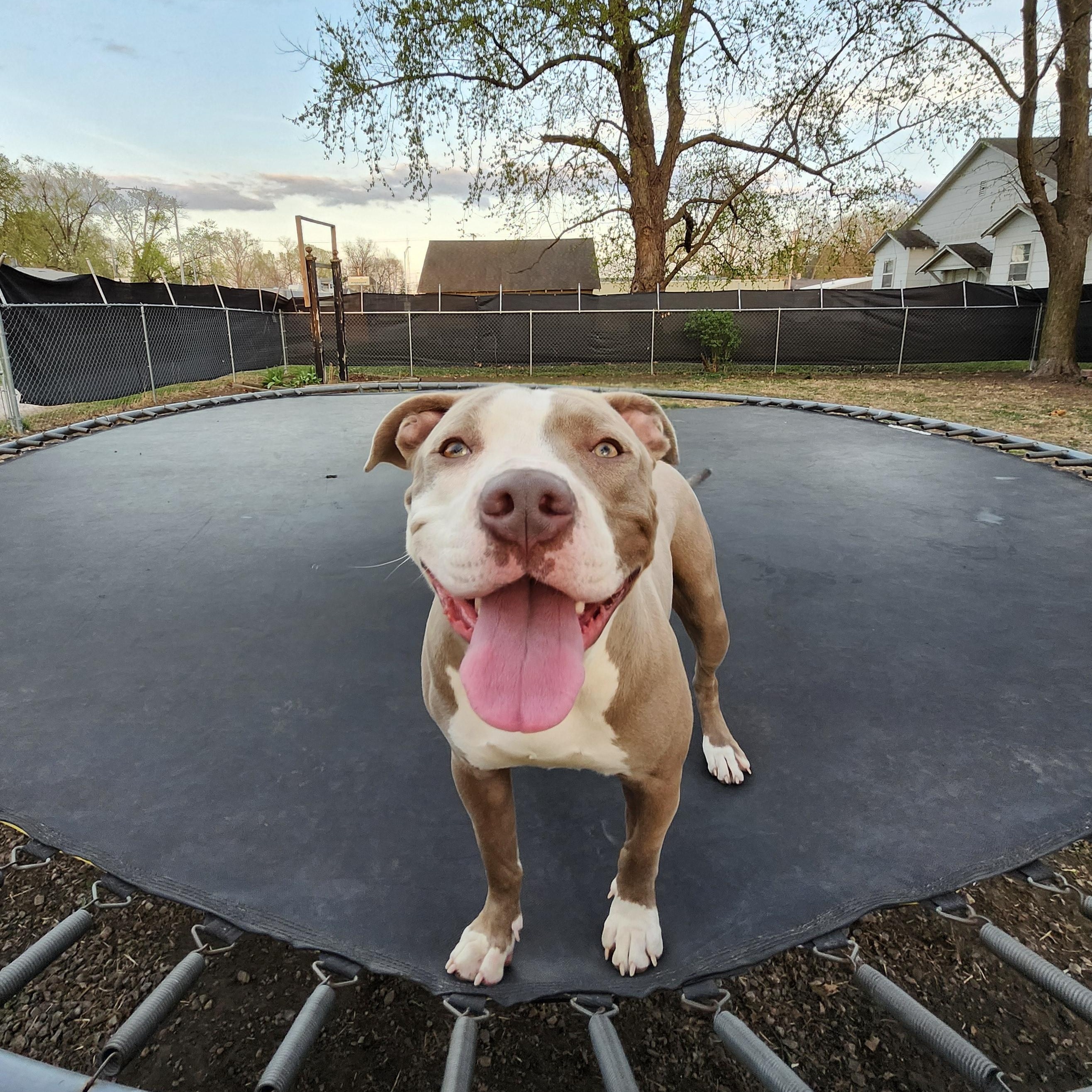 Athena, a Adoptable Pit Bull Terrier in Marshall, MO image 2/6