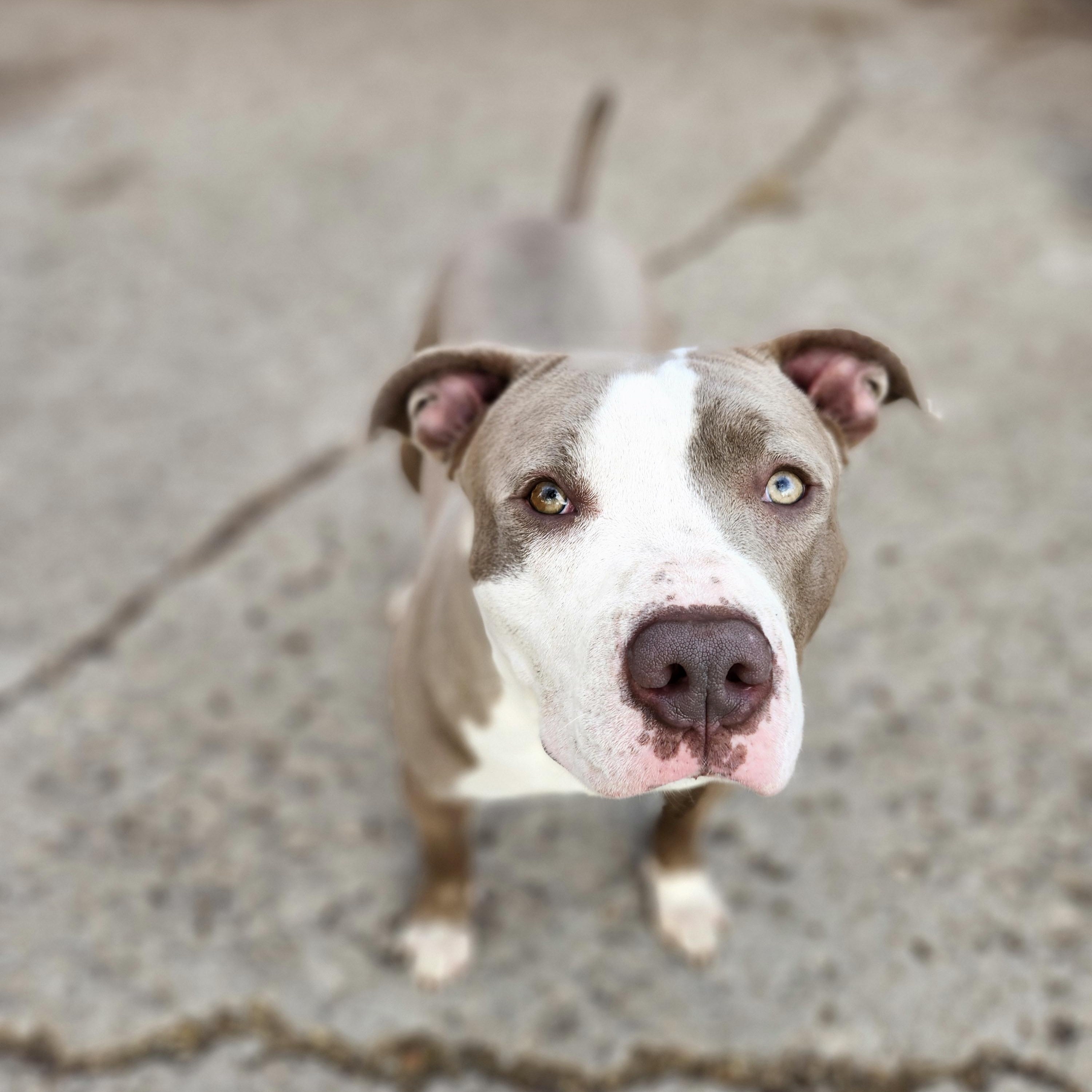 Athena, a Adoptable Pit Bull Terrier in Marshall, MO image 3/6