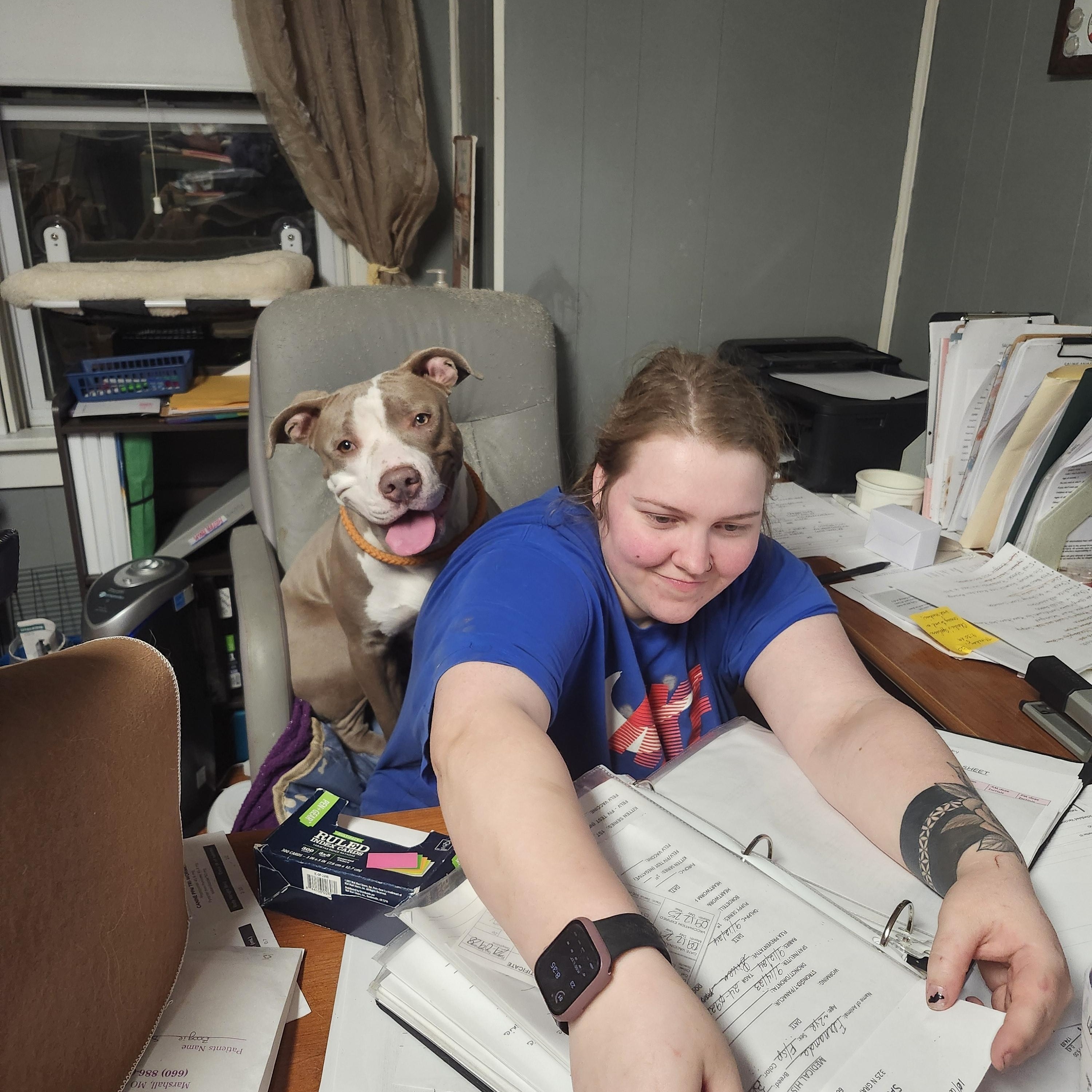 Athena, a Adoptable Pit Bull Terrier in Marshall, MO image 5/6