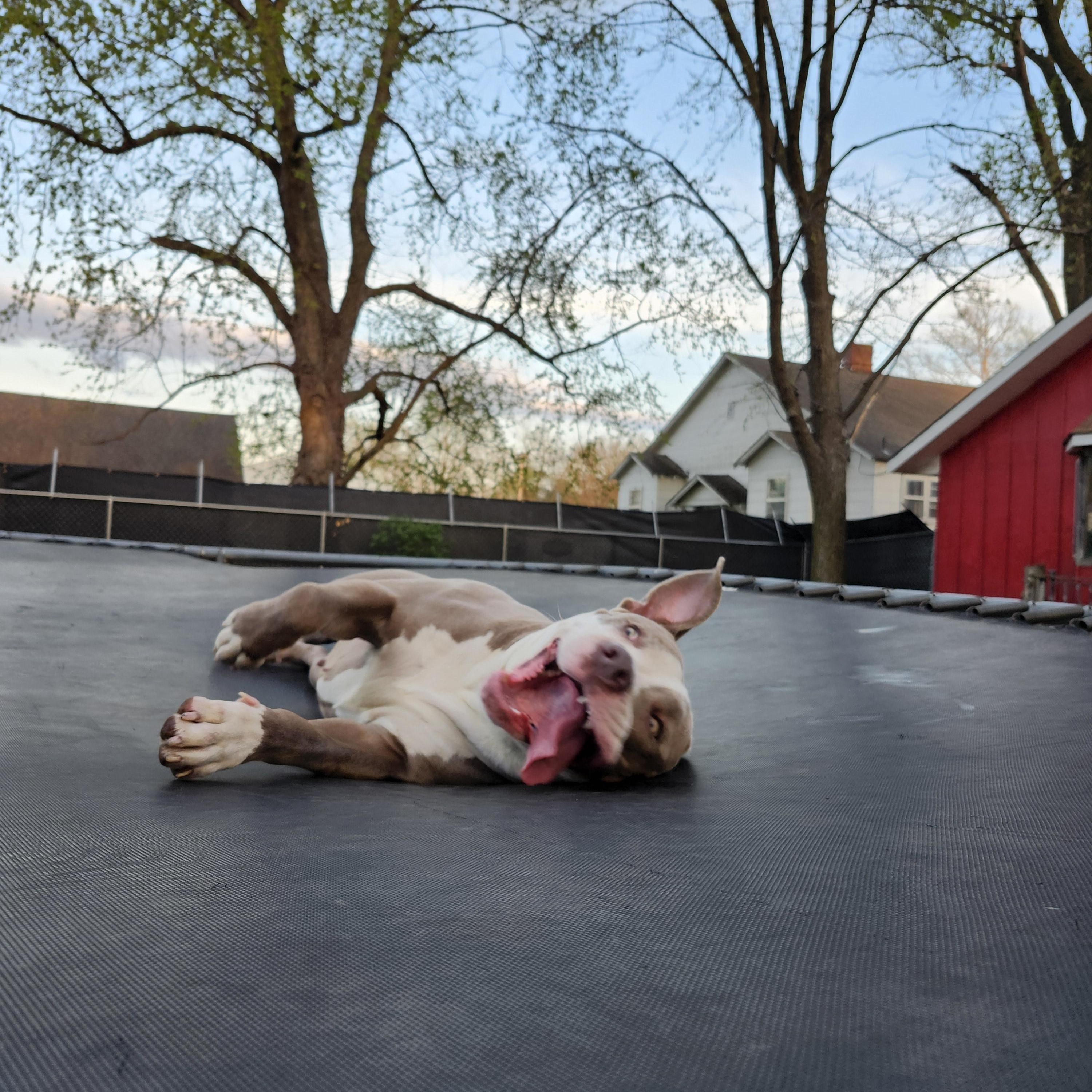 Athena, a Adoptable Pit Bull Terrier in Marshall, MO image 6/6