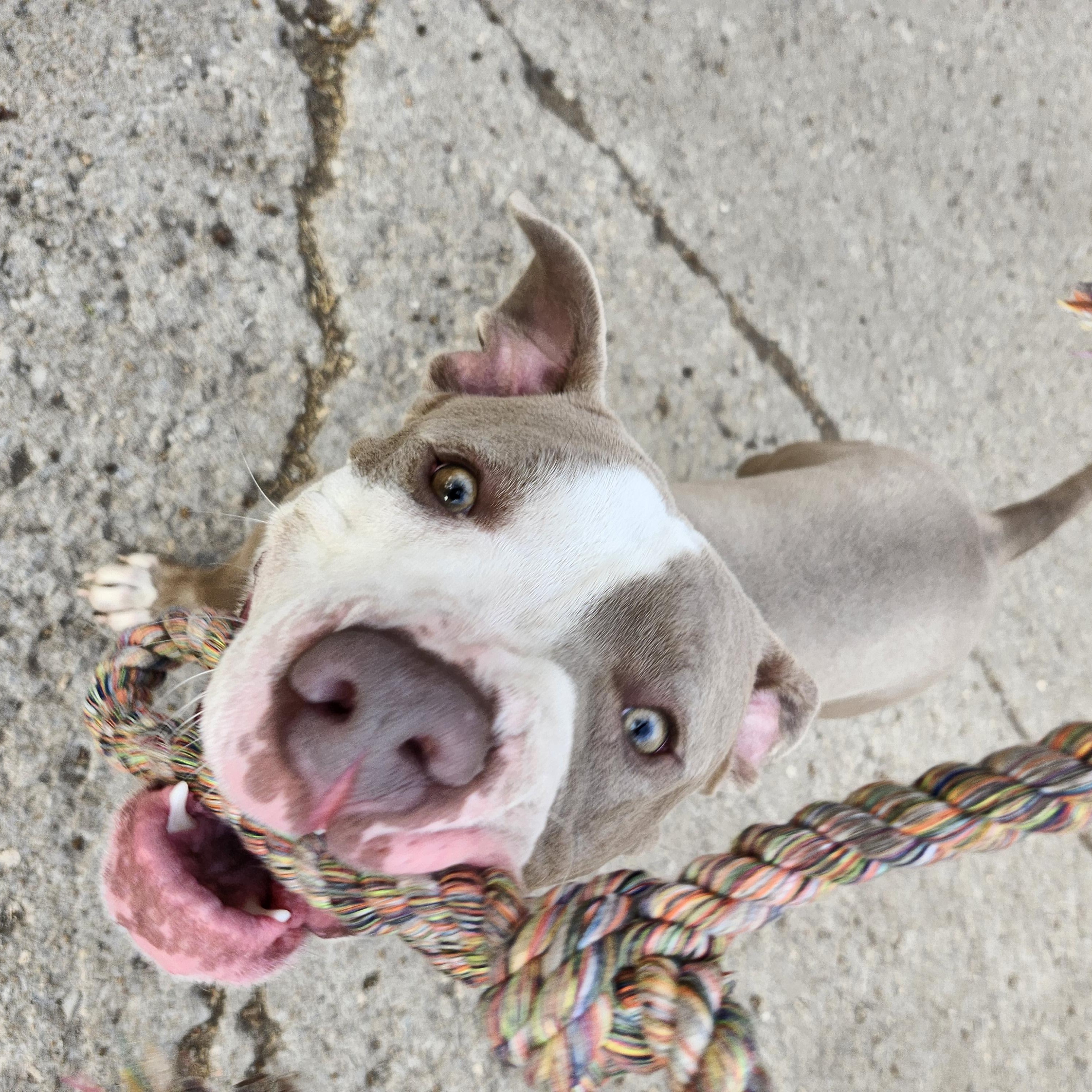 Athena, Adoptable, Adult Female Pit Bull Terrier.