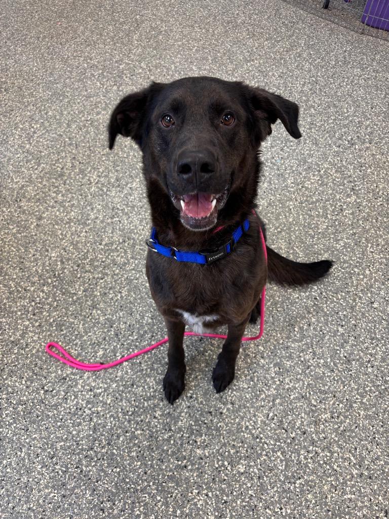 Hershey, a Adopted Labrador Retriever in Liverpool, NY image 1/3
