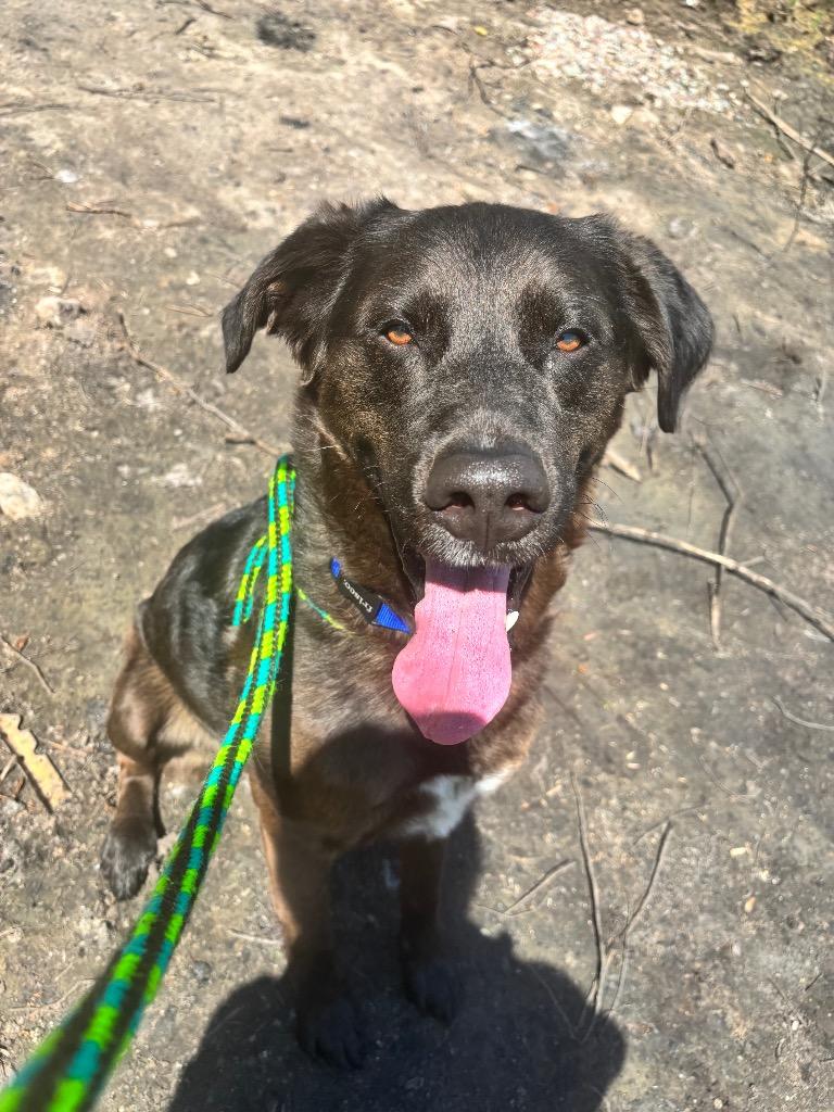 Hershey, a Adopted Labrador Retriever in Liverpool, NY image 2/3