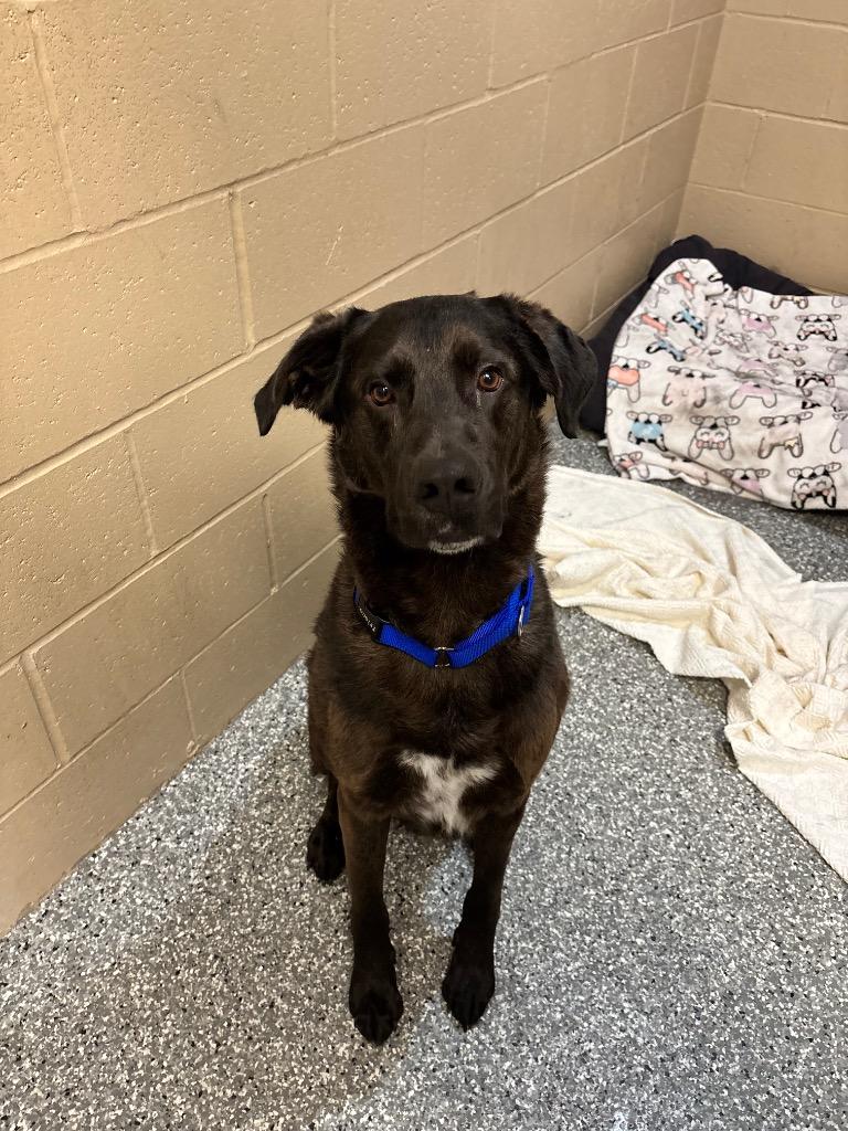 Hershey, a Adopted Labrador Retriever in Liverpool, NY image 3/3
