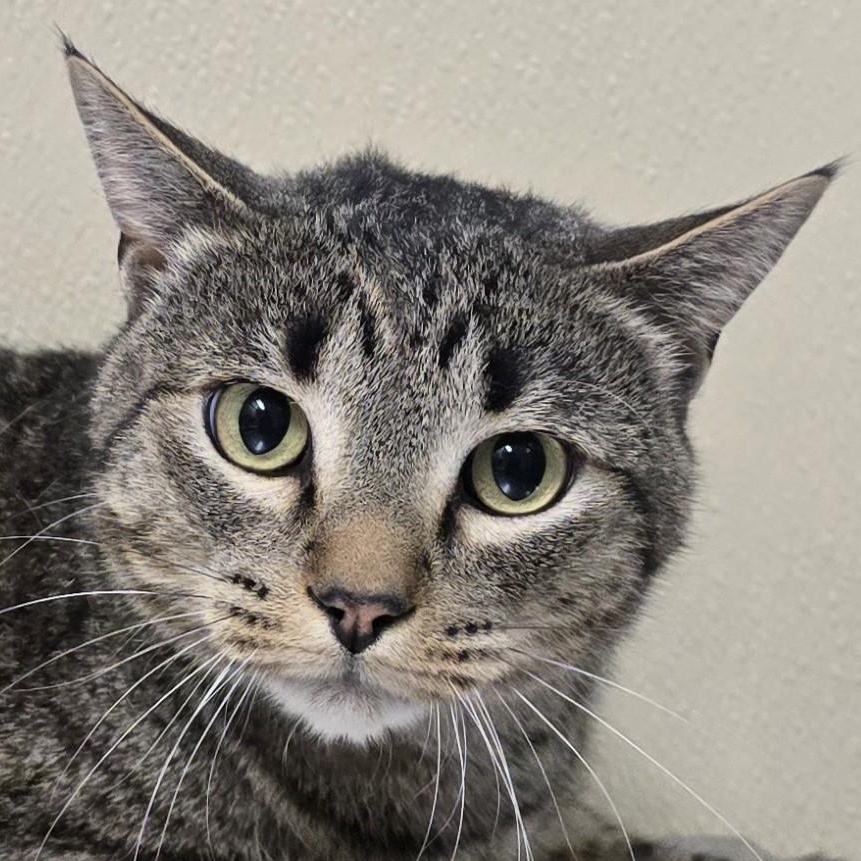 Tom, an adoptable mixed breed in Brainerd, MN image 1/2