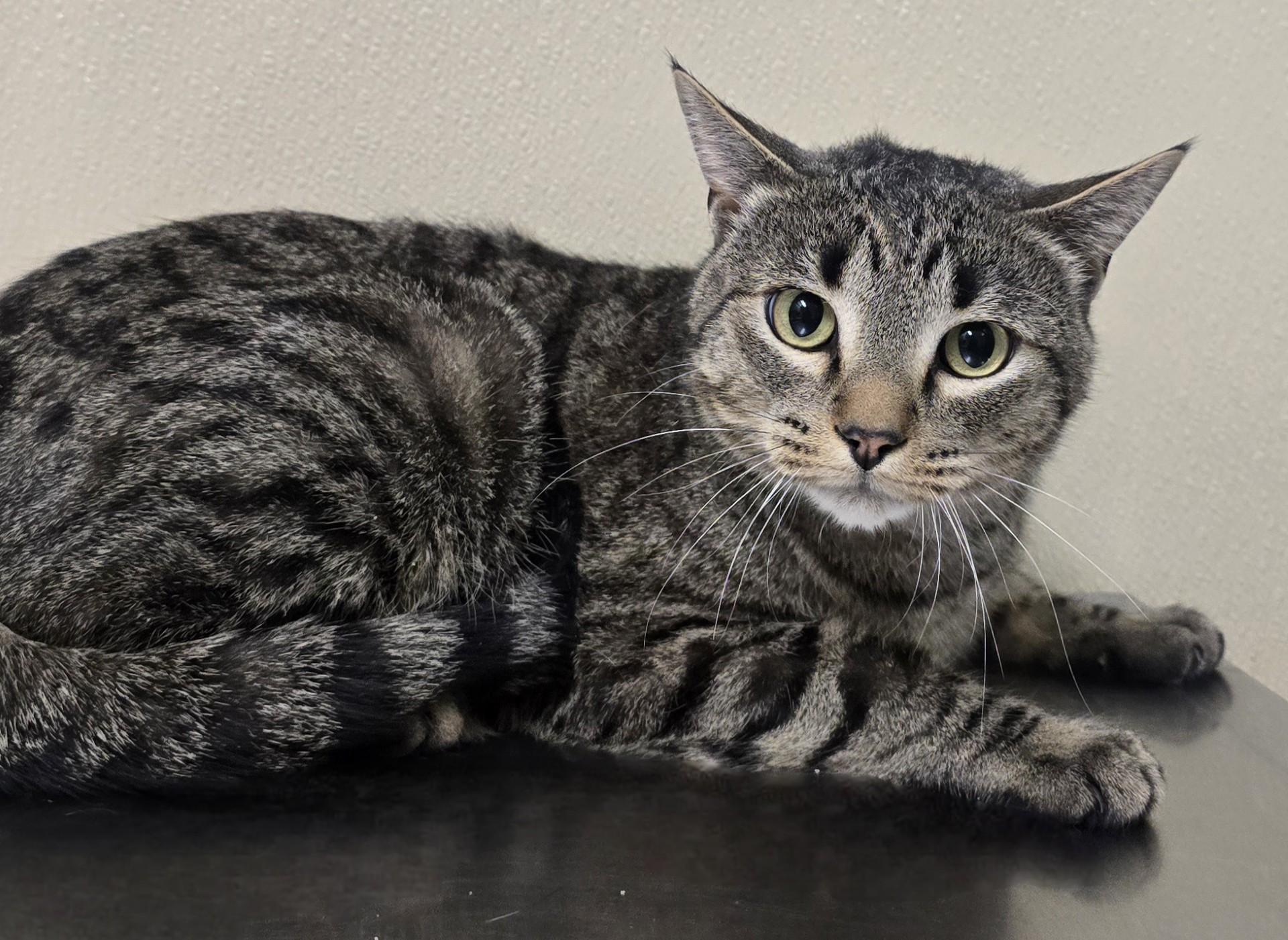 Enlarge Tom, an adoptable mixed breed in Brainerd, MN image 1/1