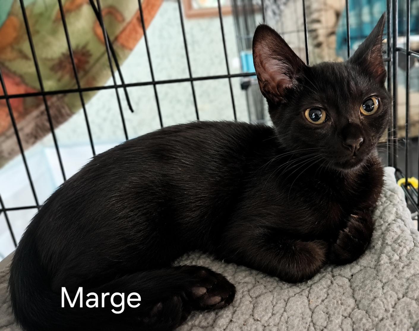 Enlarge Marge - The Simpsons, a ADOPTABLE Domestic Short Hair in Houston, TX image 2/4