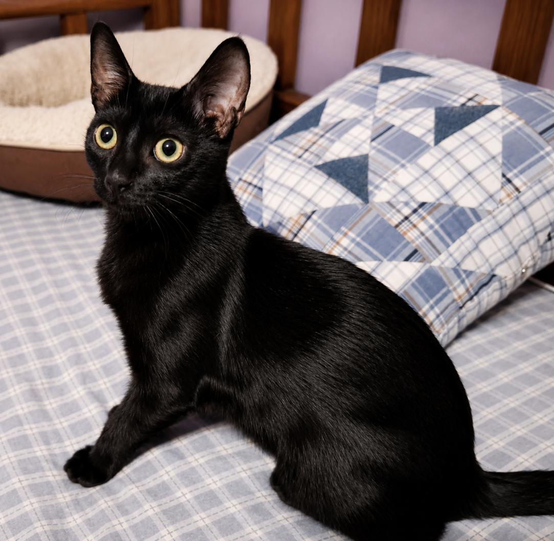 Enlarge Marge - The Simpsons, a ADOPTABLE Domestic Short Hair in Houston, TX image 1/4