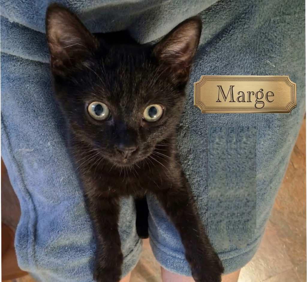 Enlarge Marge - The Simpsons, a ADOPTABLE Domestic Short Hair in Houston, TX image 3/4