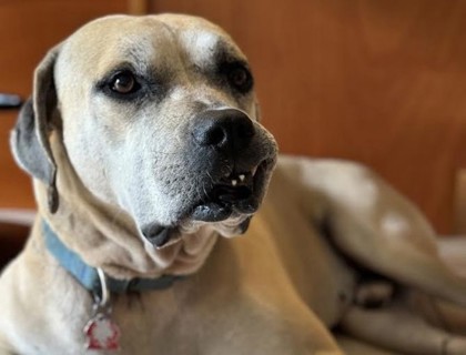 Enlarge Edam, a Adoptable mixed breed in Newport Beach, CA image 1/5