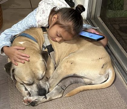 Enlarge Edam, a Adoptable mixed breed in Newport Beach, CA image 2/5