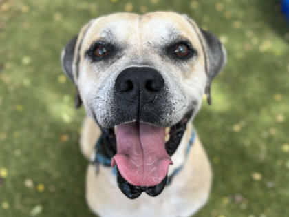 Enlarge Edam, a Adoptable mixed breed in Newport Beach, CA image 3/5