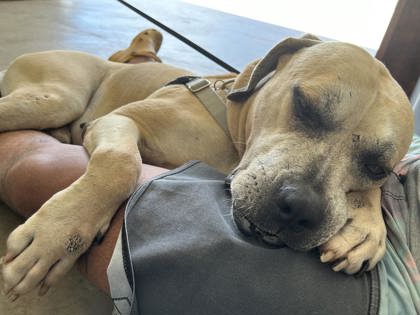 Enlarge Edam, a Adoptable mixed breed in Newport Beach, CA image 4/5