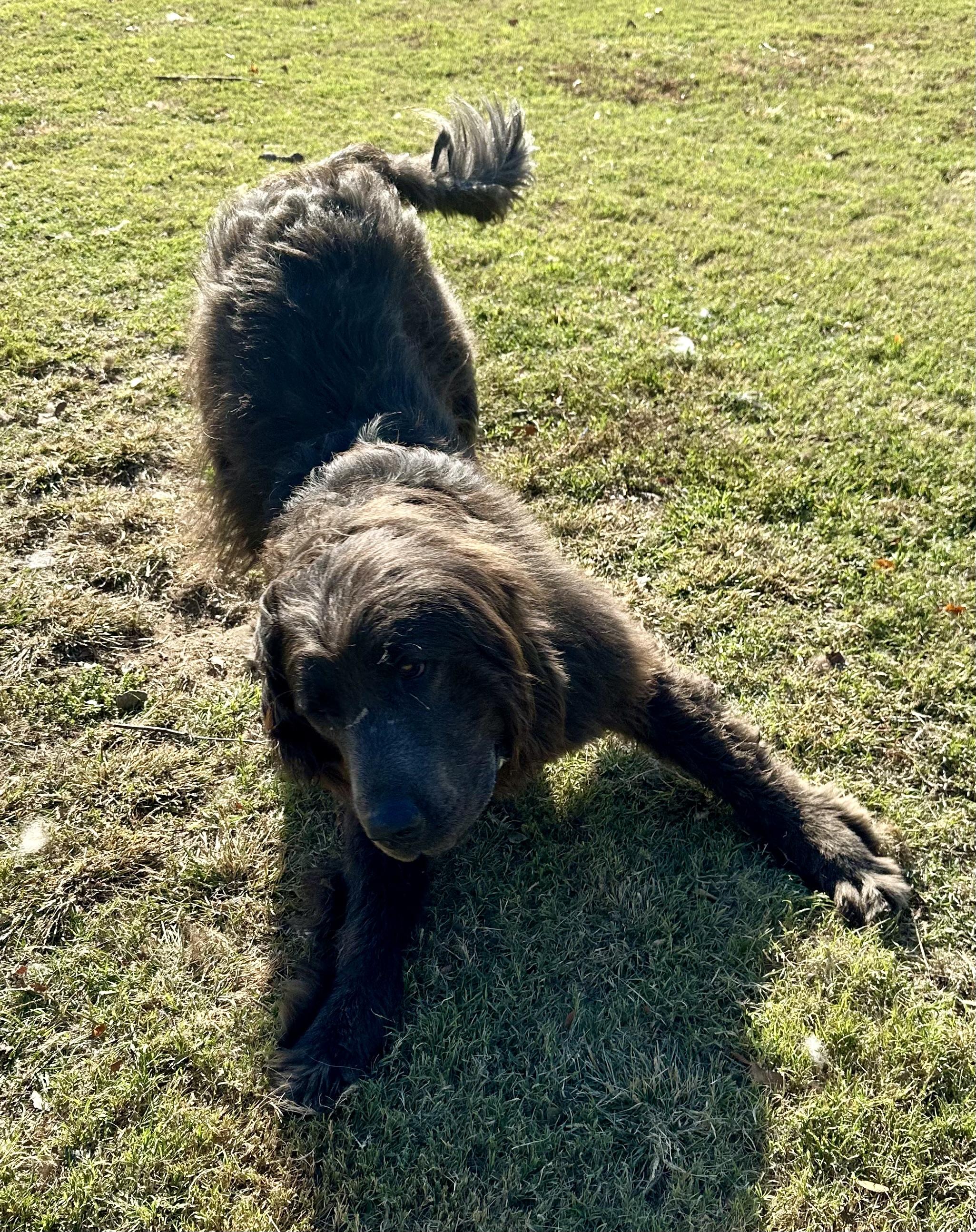 Maestro, a Adoptable Newfoundland Dog in Wagoner, OK image 3/6