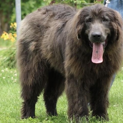 Maestro, a Adoptable Newfoundland Dog in Wagoner, OK image 6/6