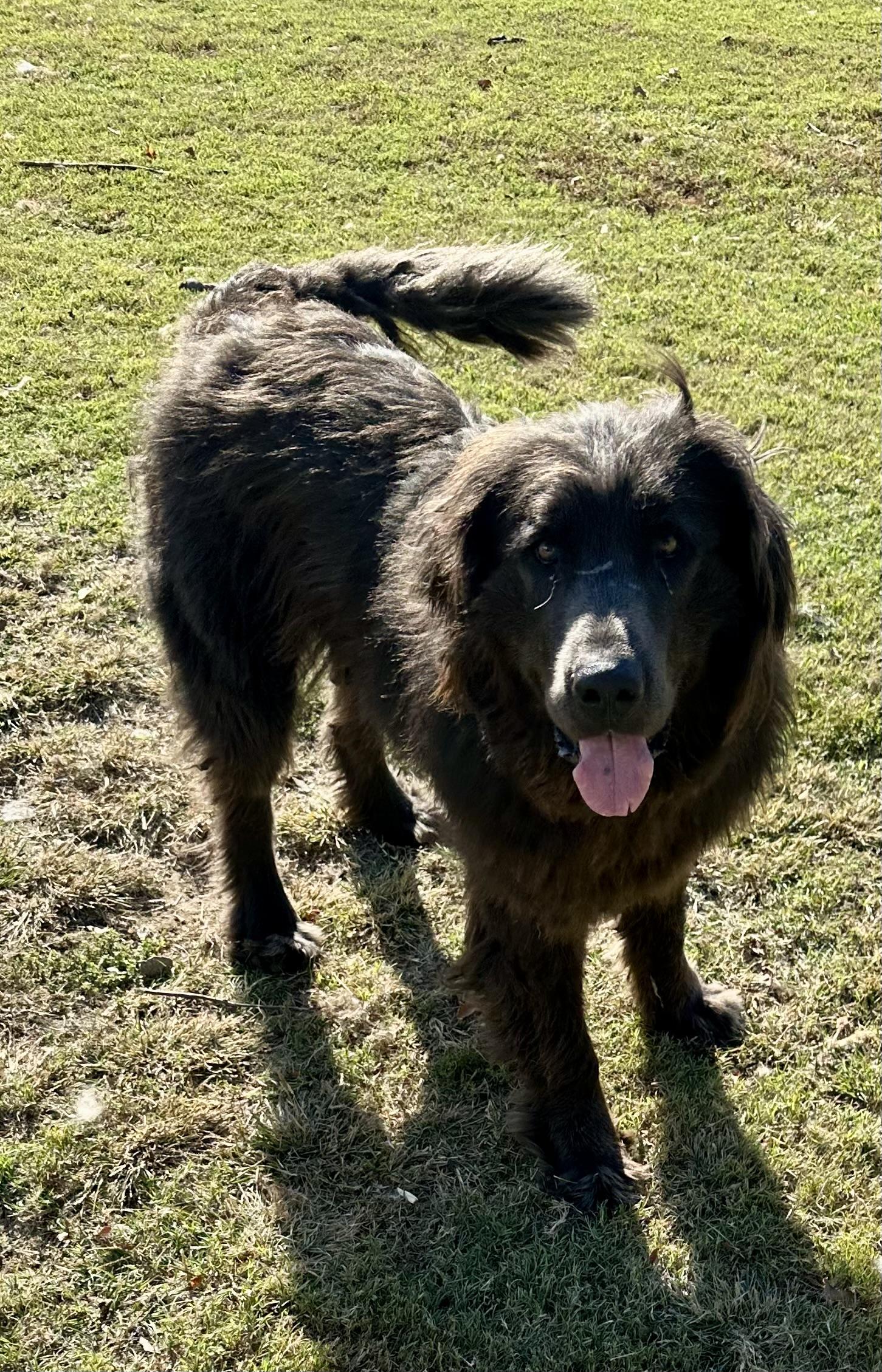 Maestro, Adoptable, Young Male Newfoundland Dog.