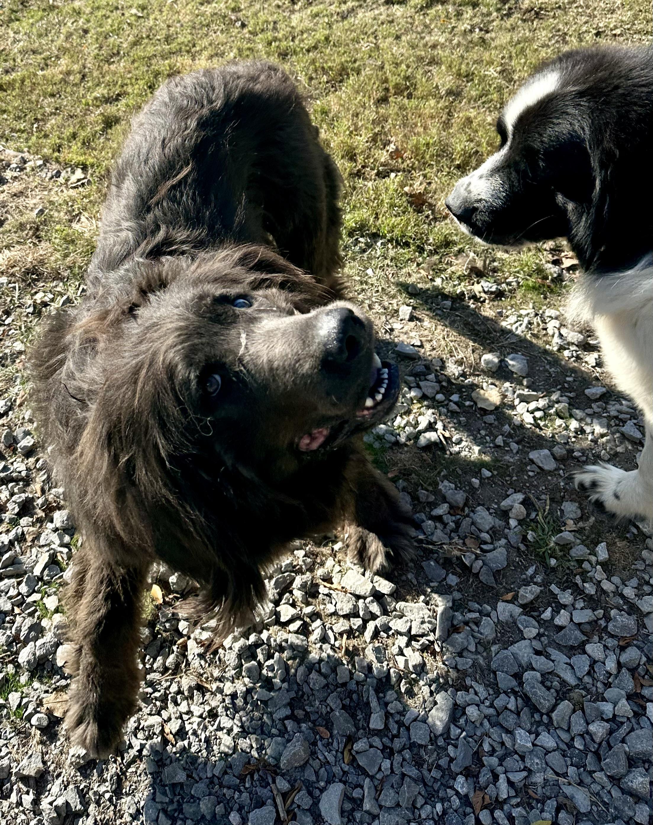 Maestro, a Adoptable Newfoundland Dog in Wagoner, OK image 4/6