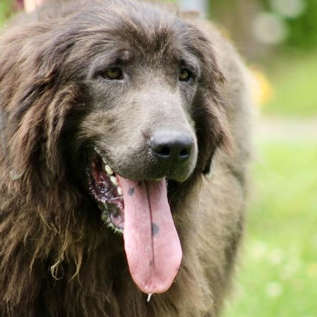 Maestro, a Adoptable Newfoundland Dog in Wagoner, OK image 2/6
