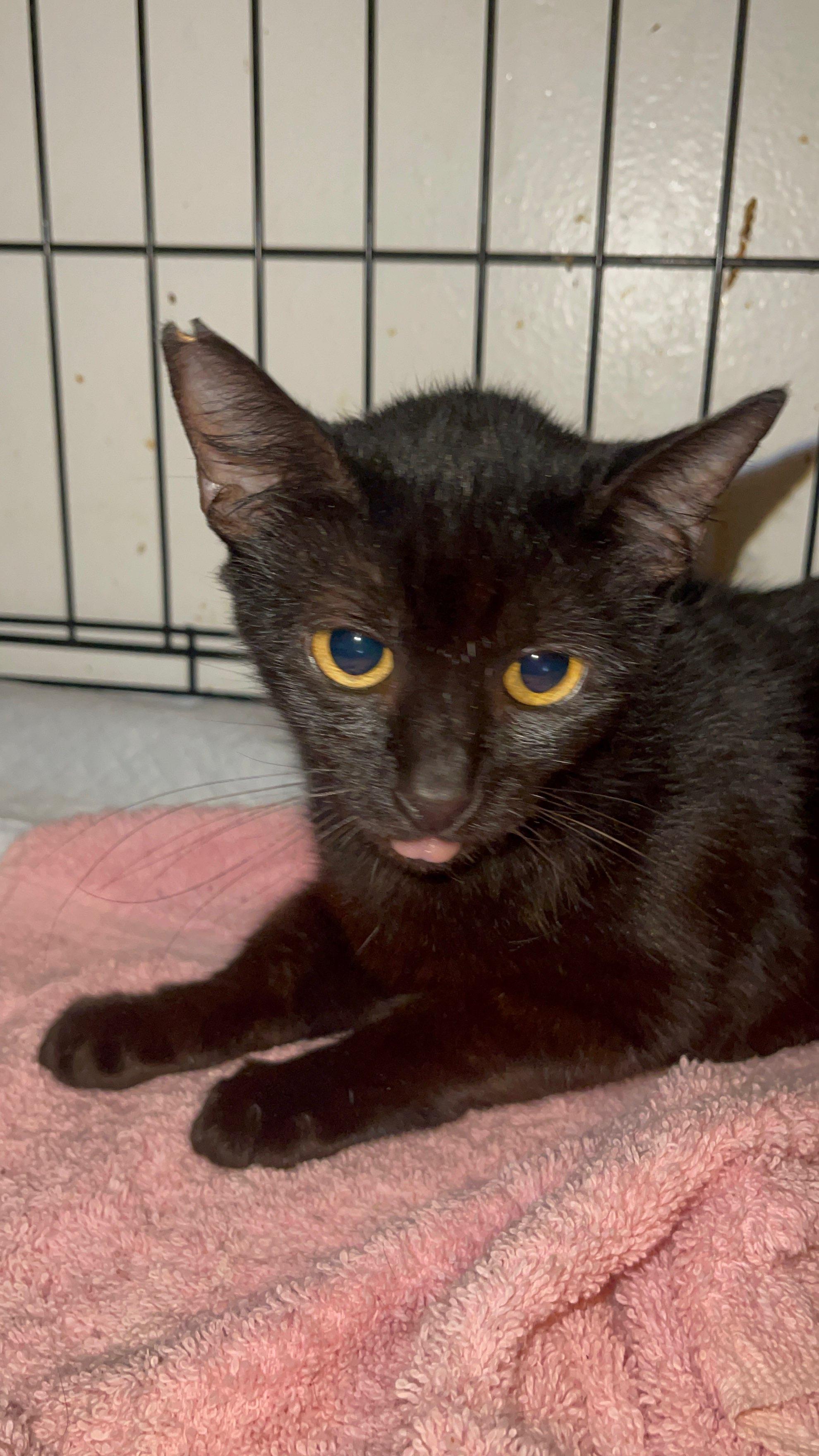 Enlarge Nuuanu, a Adopted Domestic Short Hair in Honolulu, HI image 1/1
