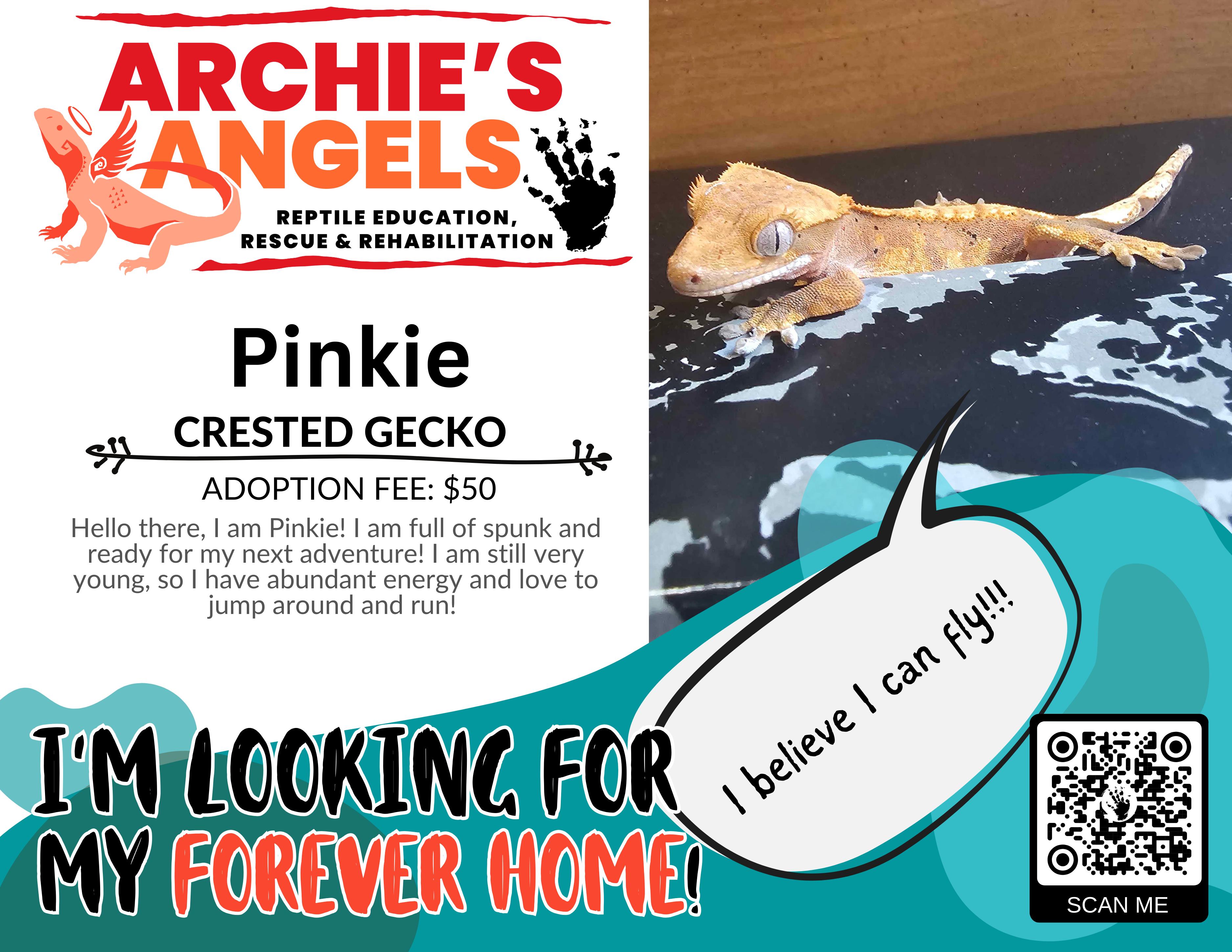 Pinkie, Adopted, Young Unknown Gecko.