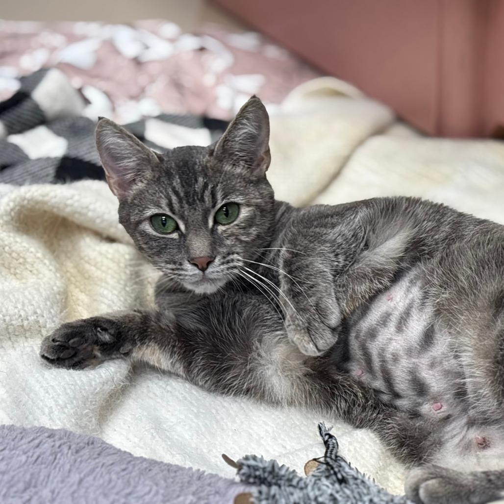 Esme, Adoptable, Young Female Domestic Short Hair.