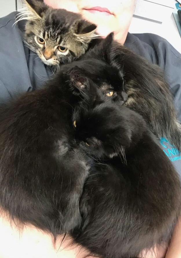 WILEY, a Adoptable mixed breed in Sardinia, OH image 1/12