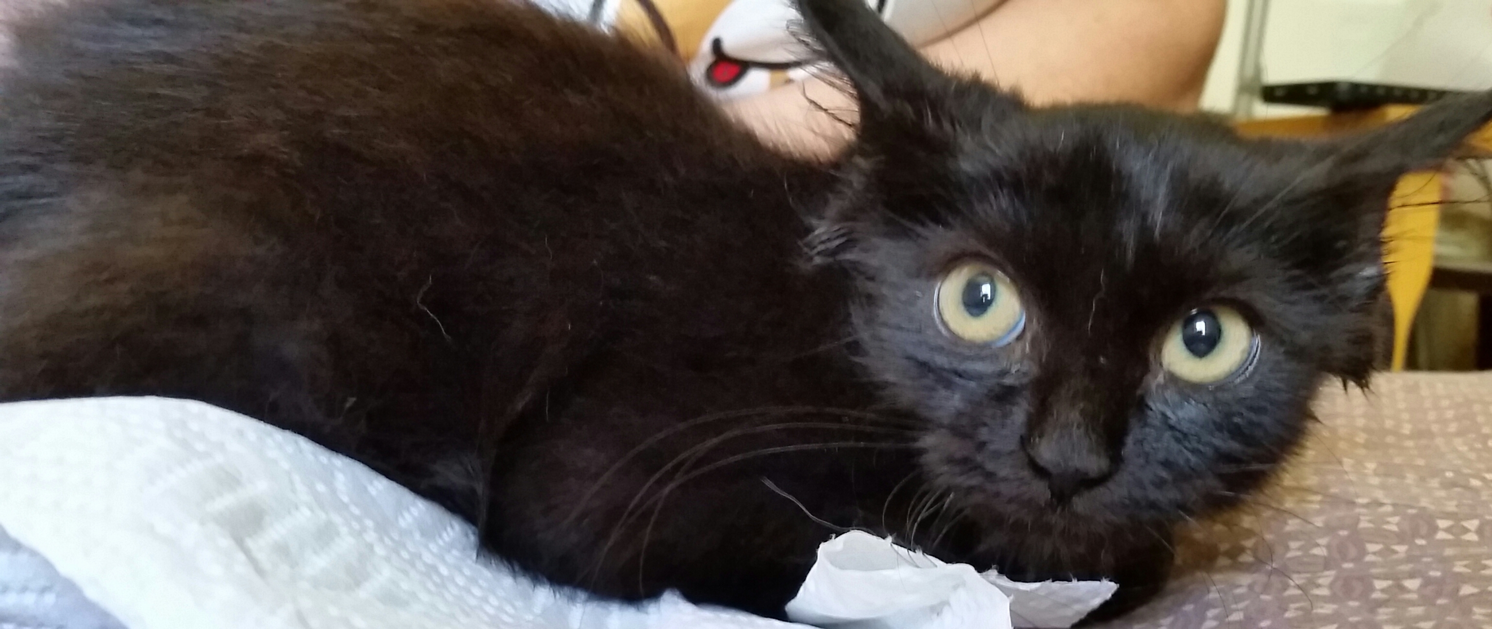 WILEY, a Adoptable mixed breed in Sardinia, OH image 2/12