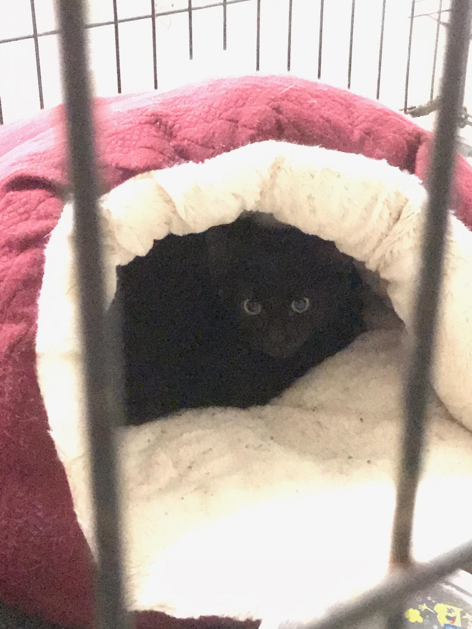 WILEY, a Adoptable mixed breed in Sardinia, OH image 3/12