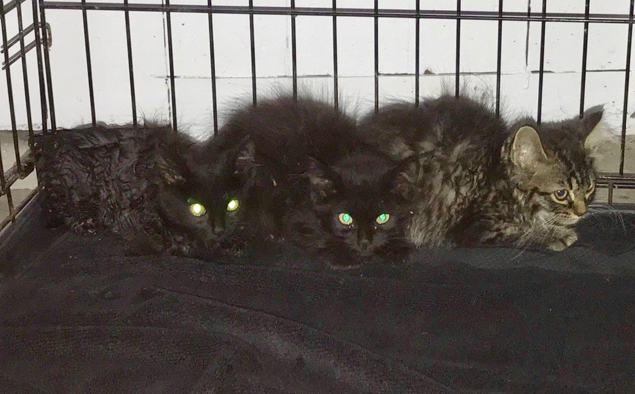 WILEY, a Adoptable mixed breed in Sardinia, OH image 4/12