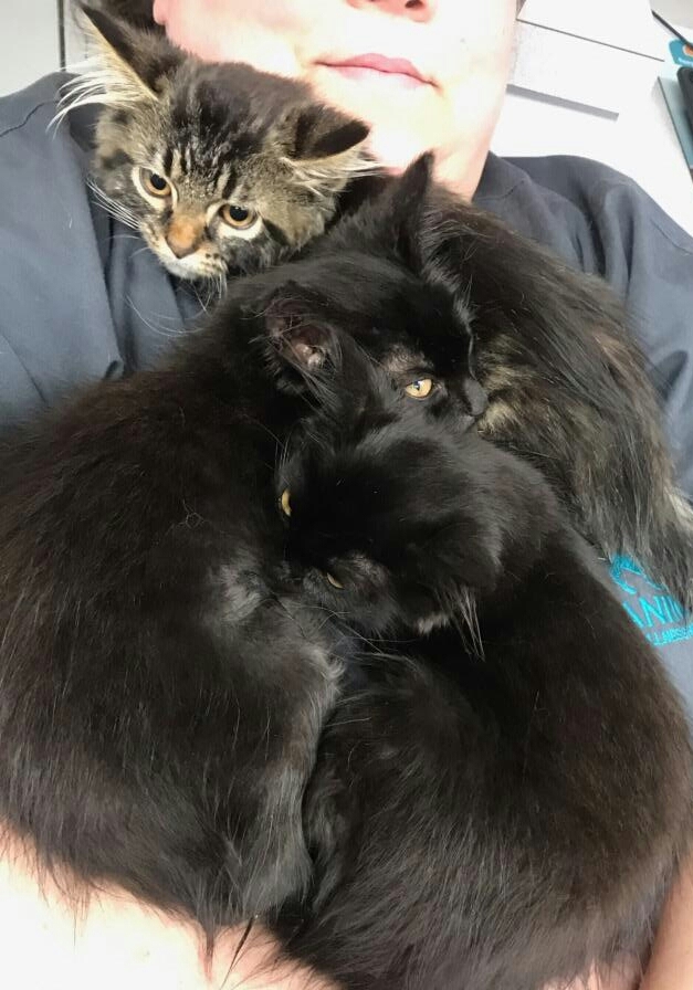 WILEY, a Adoptable mixed breed in Sardinia, OH image 5/12