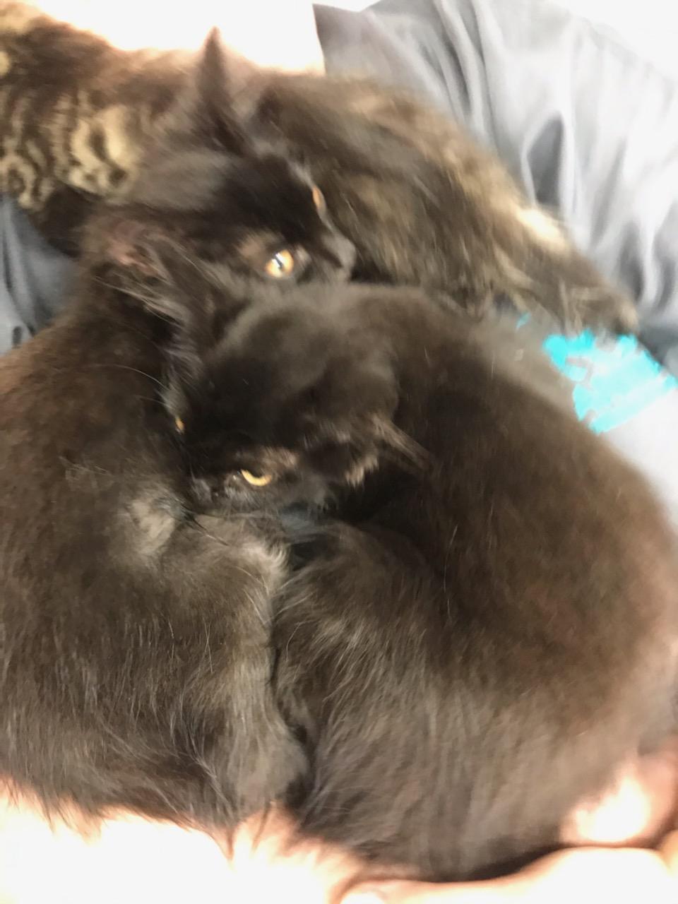 WILEY, a Adoptable mixed breed in Sardinia, OH image 6/12