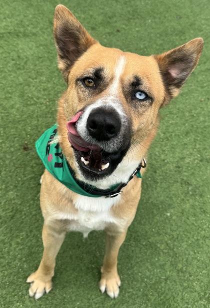 Enlarge Kita, a Adoptable mixed breed in Farmers Branch, TX image 1/3