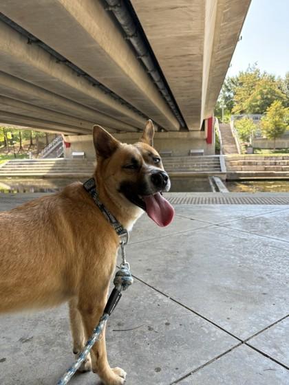 Enlarge Kita, a Adoptable mixed breed in Farmers Branch, TX image 2/3