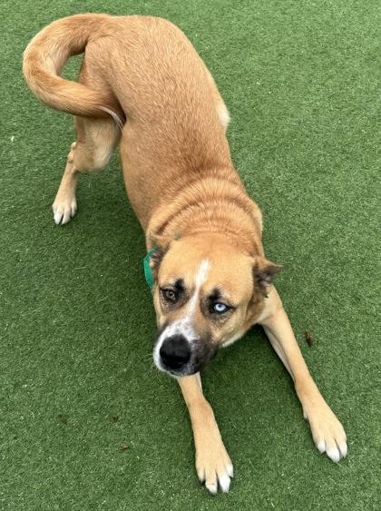 Enlarge Kita, a Adoptable mixed breed in Farmers Branch, TX image 3/3