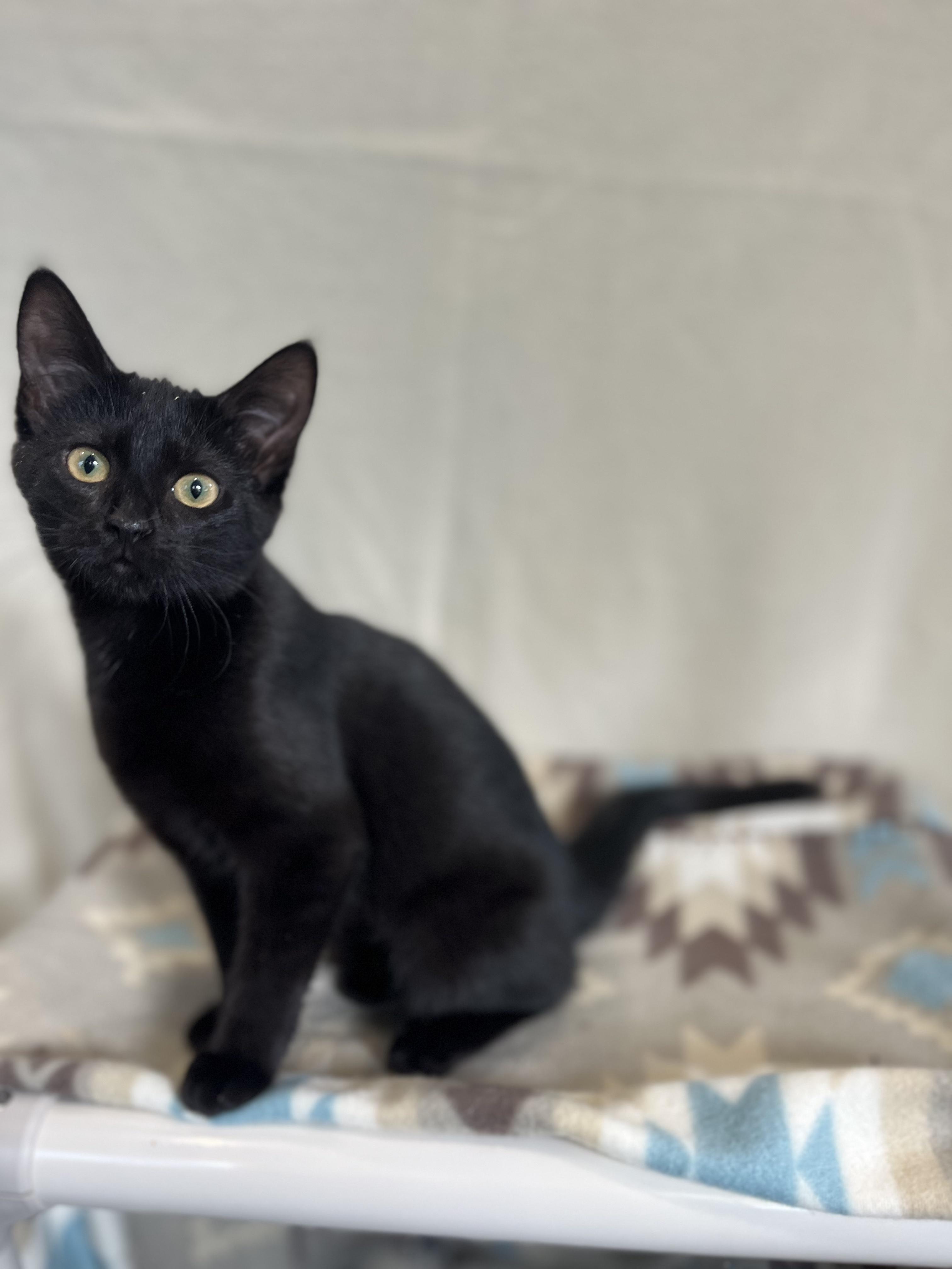 Cara & Van, an adopted Domestic Short Hair in Blackstone, MA image 4/6