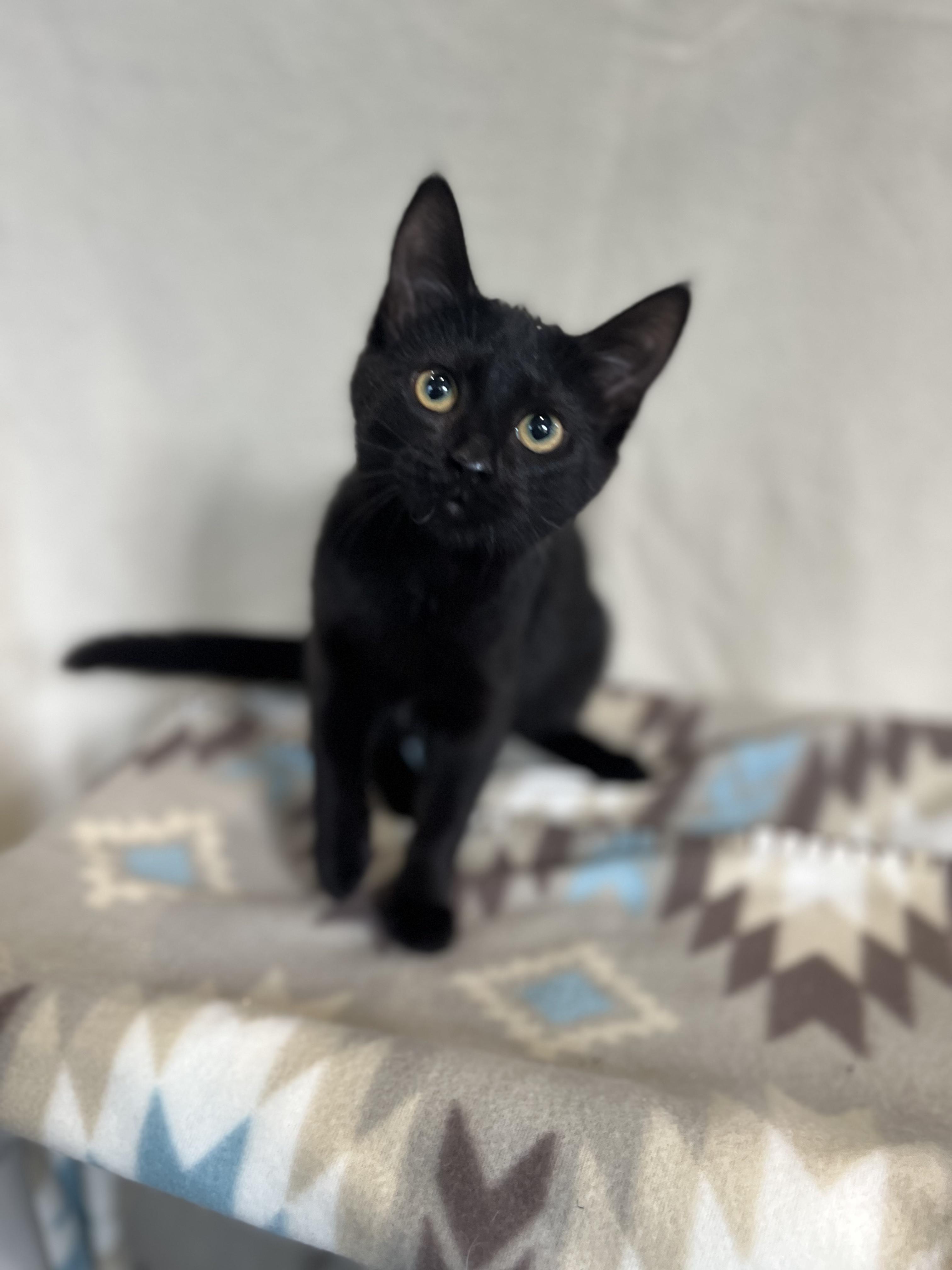 Cara & Van, an adopted Domestic Short Hair in Blackstone, MA image 2/6