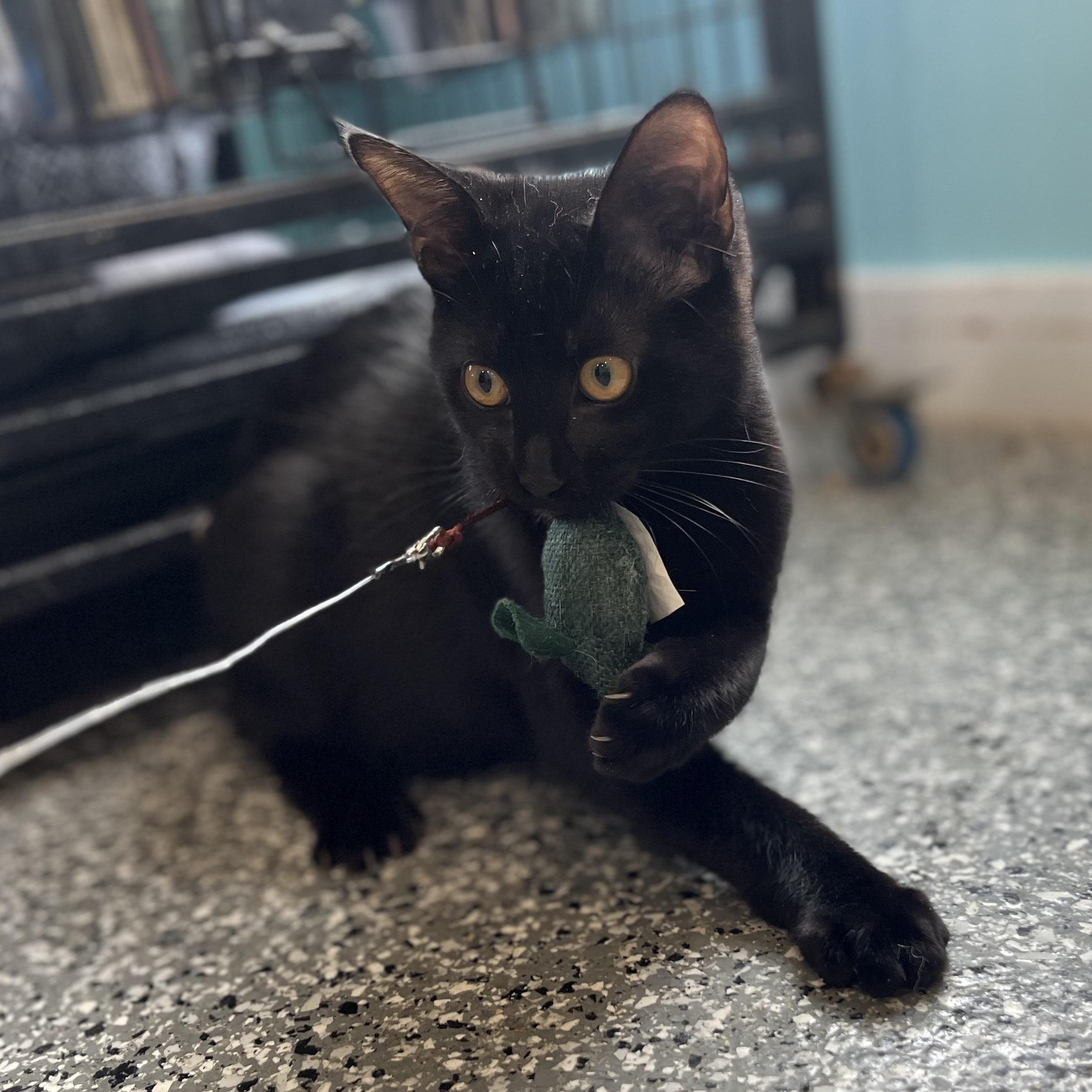 Cara & Van, an adopted Domestic Short Hair in Blackstone, MA image 3/6