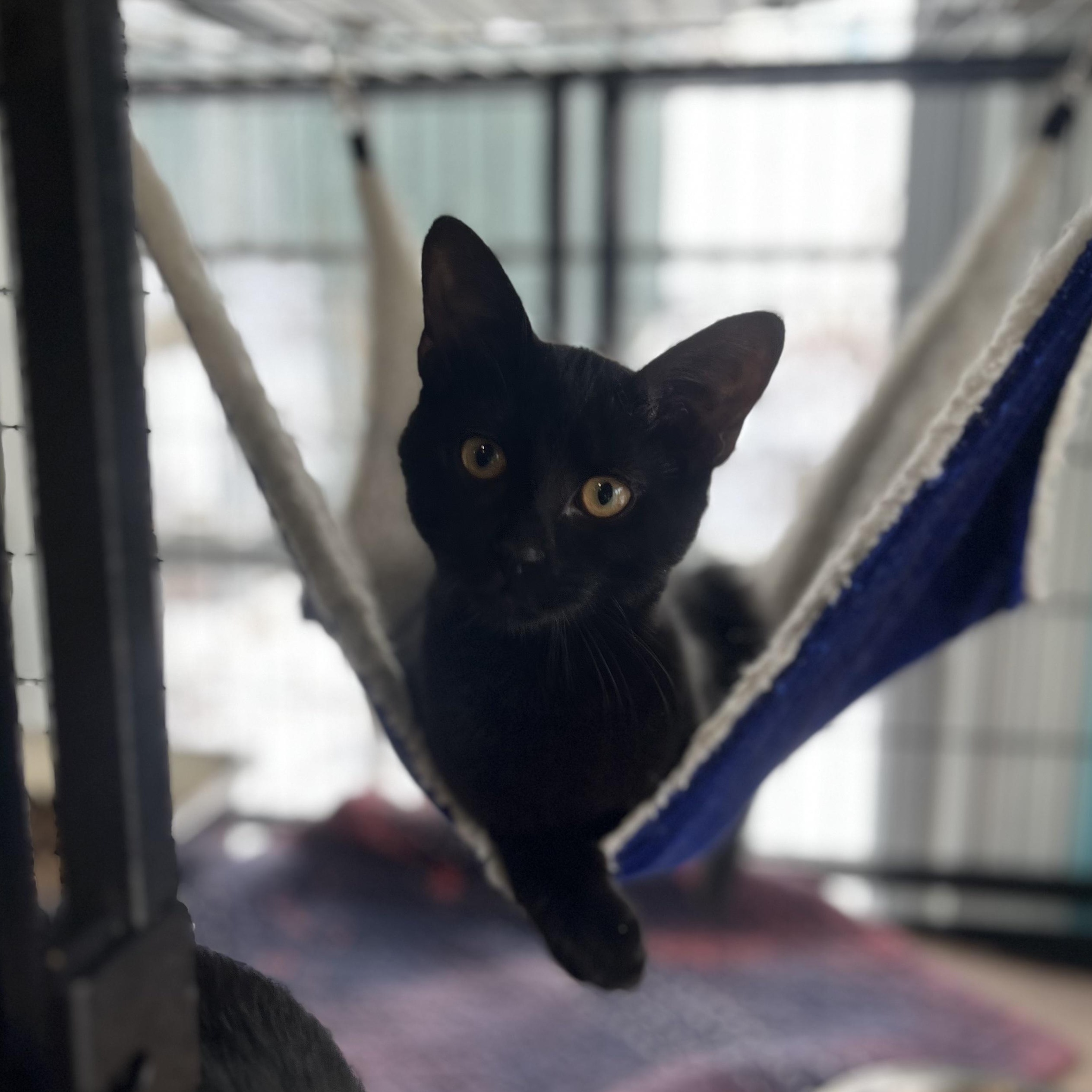 Cara & Van, adopted, Kitten Female Domestic Short Hair.