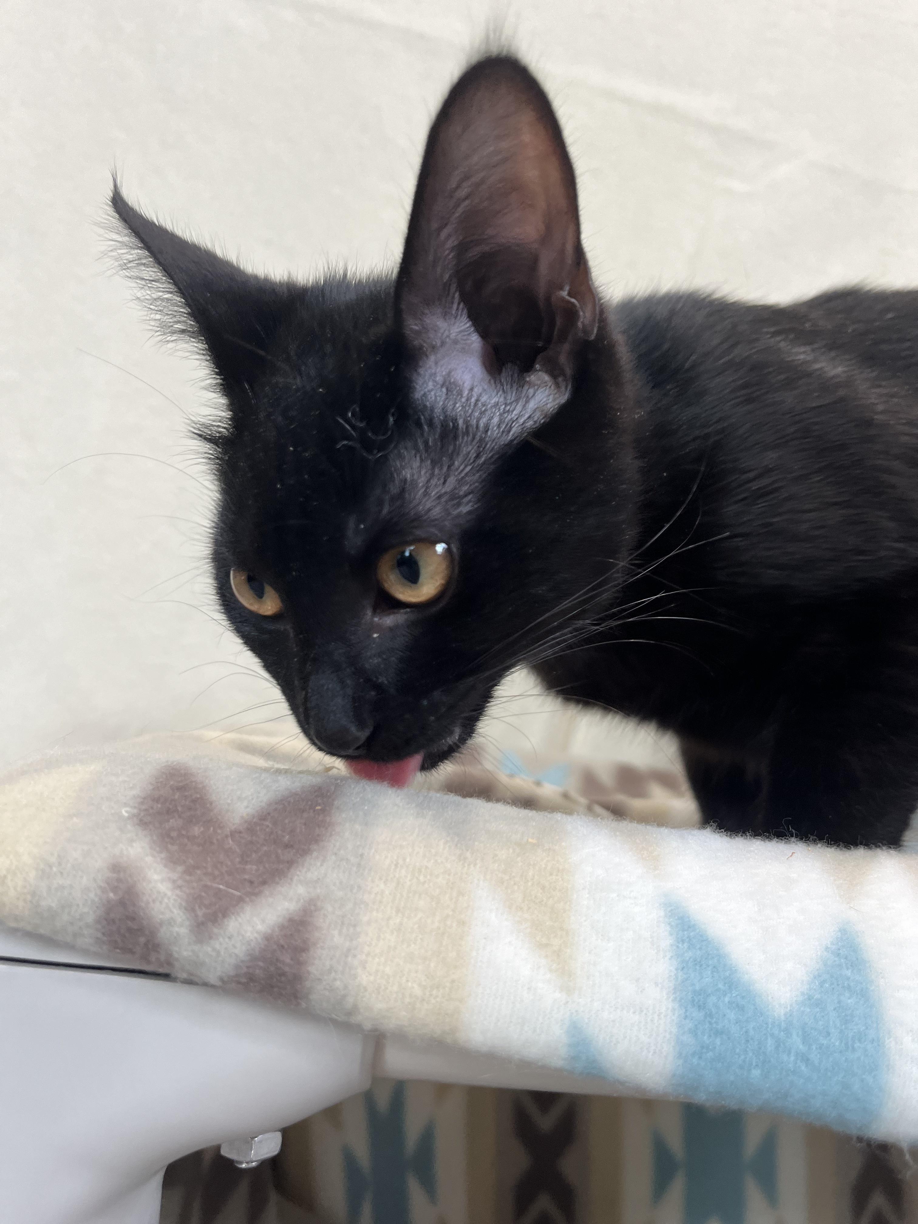 Cara & Van, an adopted Domestic Short Hair in Blackstone, MA image 6/6