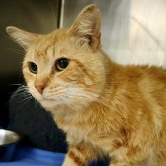 Dale Gribble, a Adoptable Domestic Short Hair in Newark, DE image 1/6
