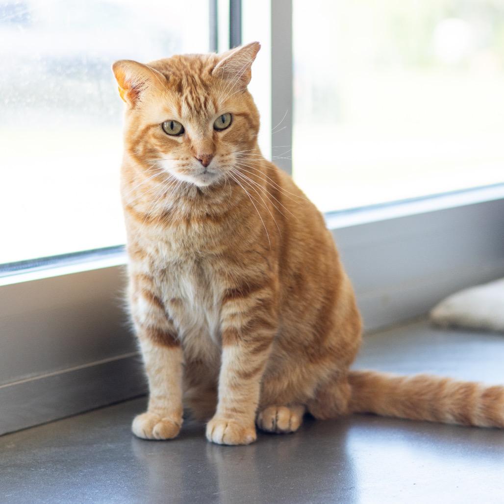 Dale Gribble, a Adoptable Domestic Short Hair in Newark, DE image 2/6