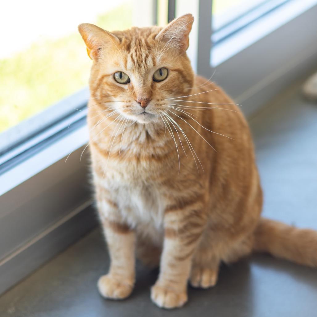 Dale Gribble, a Adoptable Domestic Short Hair in Newark, DE image 5/6