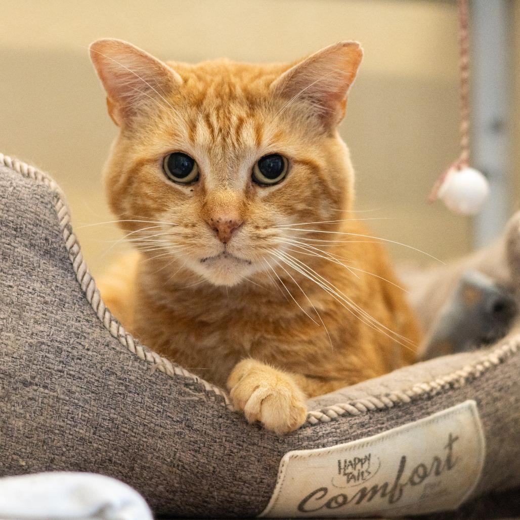 Dale Gribble, a Adoptable Domestic Short Hair in Newark, DE image 6/6