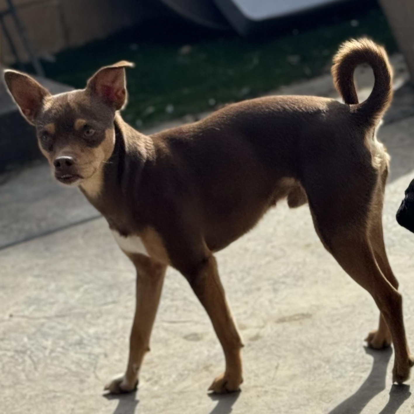 Mr. Lovable Pinto Bean, Adoptable, Adult Male Chihuahua & Miniature Pinscher.