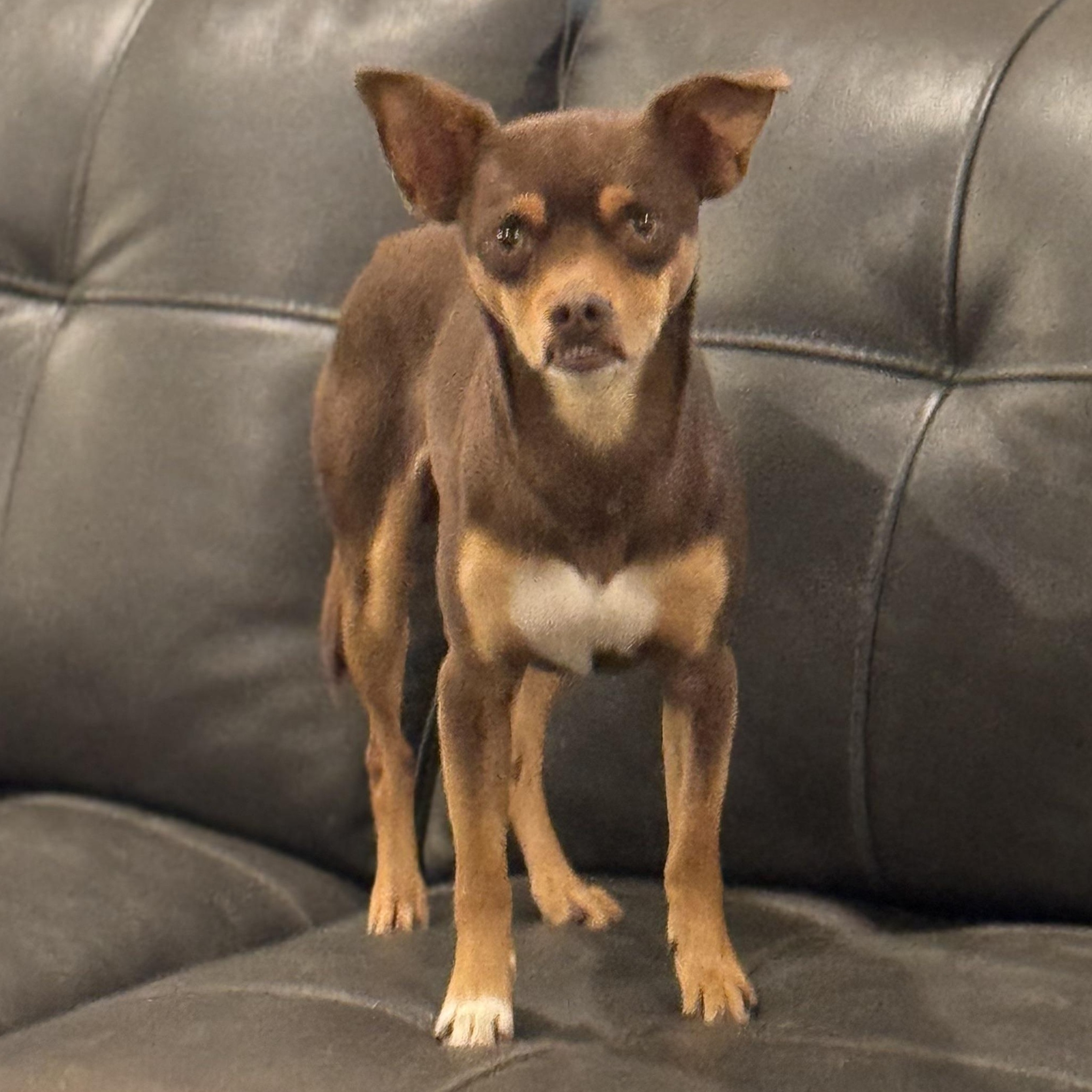 Enlarge Mr. Lovable Pinto Bean, a Adoptable mixed breed in Ridgefield, WA image 6/6
