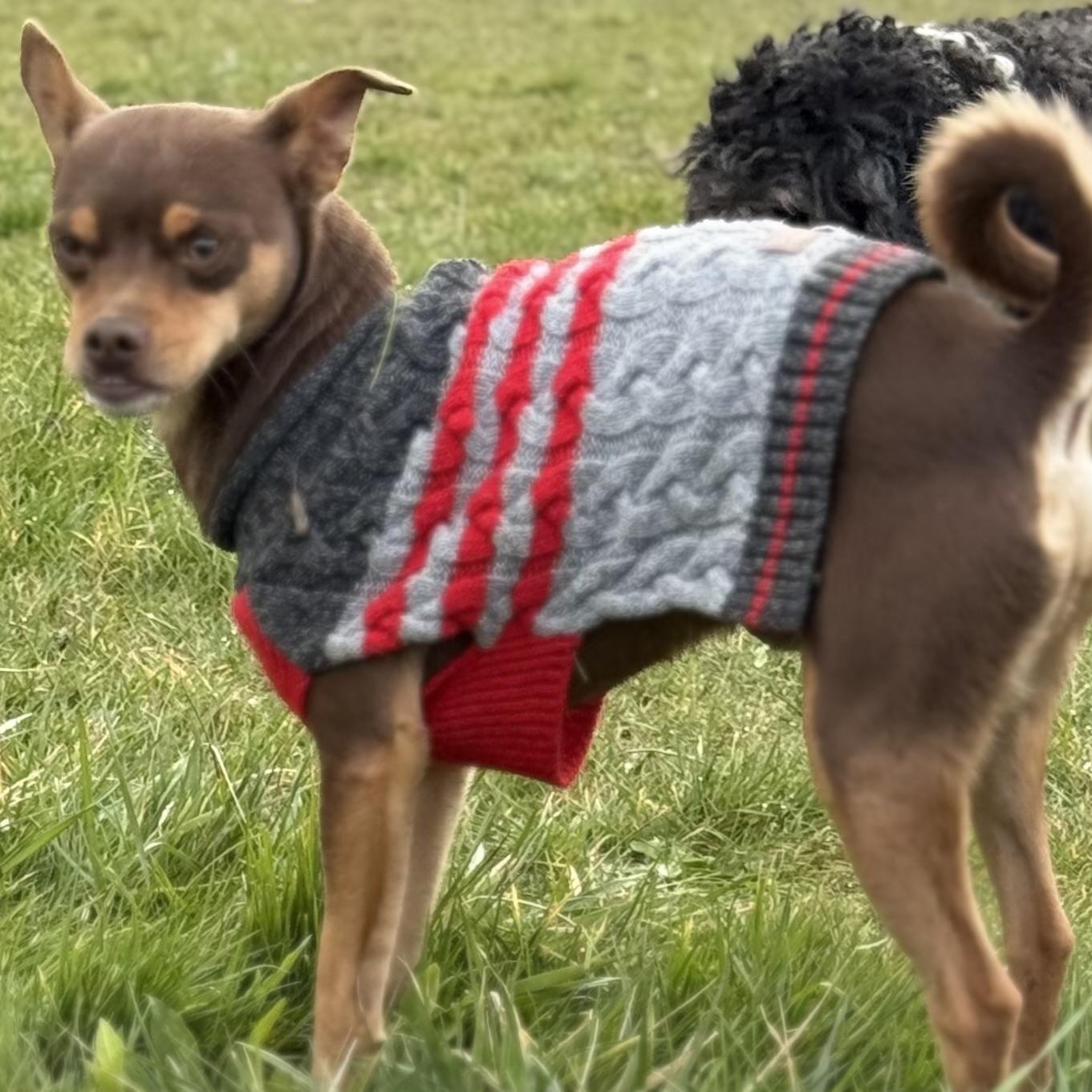 Enlarge Mr. Lovable Pinto Bean, a Adoptable mixed breed in Ridgefield, WA image 4/6