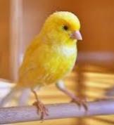 Larry, Adopted, Adult Male Canary.